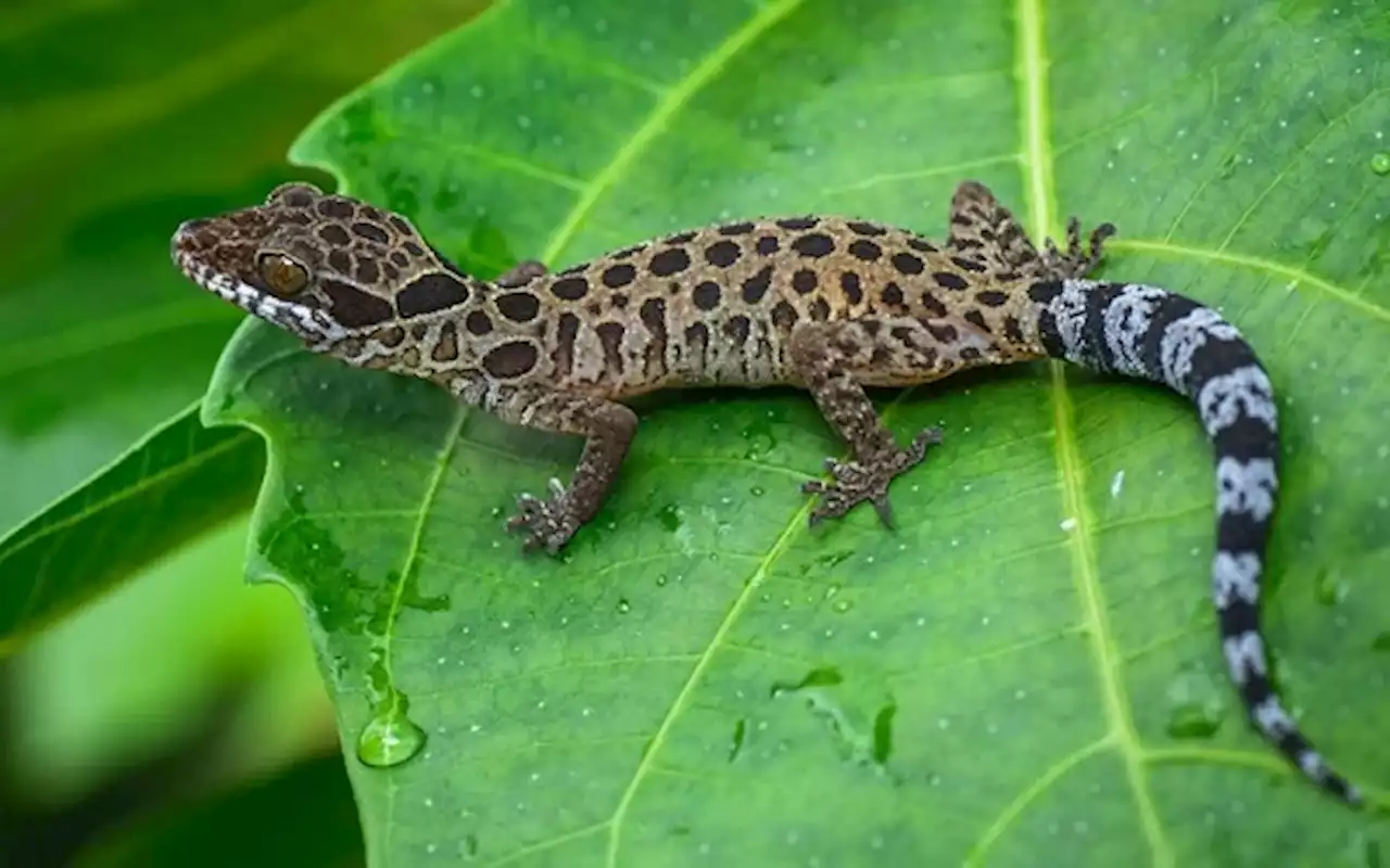 Scientists discover 2 new wildlife species in Perlis forest reserve