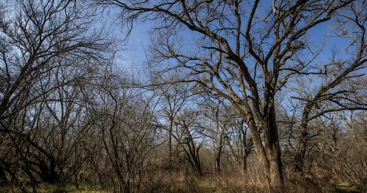 Did a water line break create a massive swamp in Dallas’ urban forest?