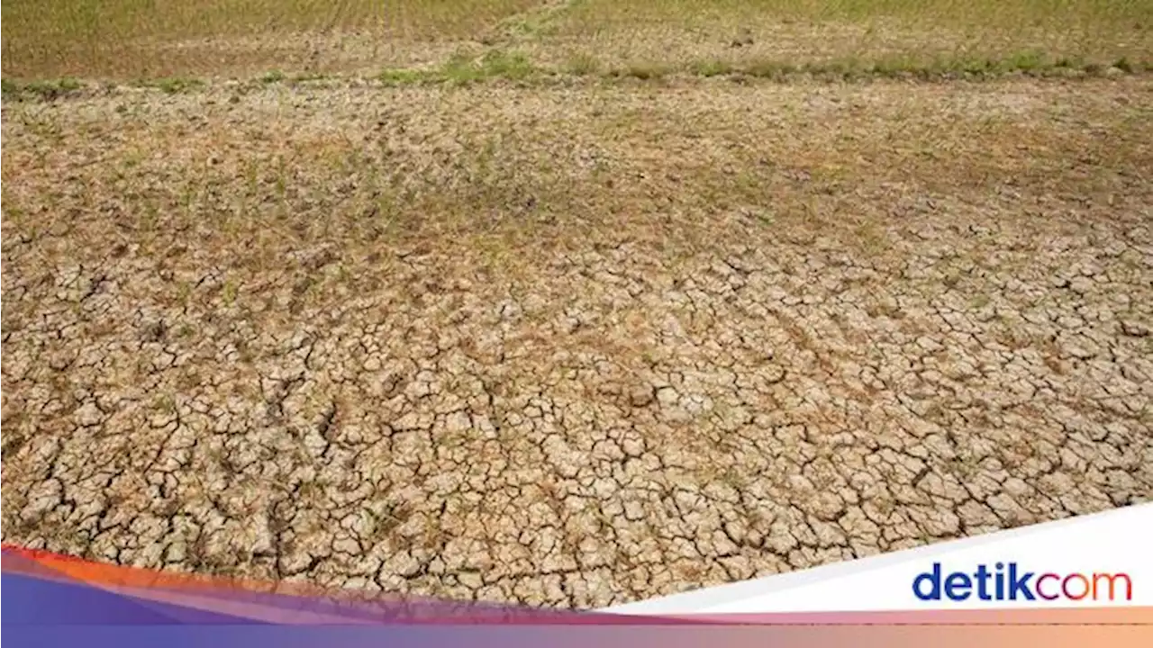 Gembar-gembor El Nino Ancam Pasokan Pangan, Demi Buka Keran Impor?