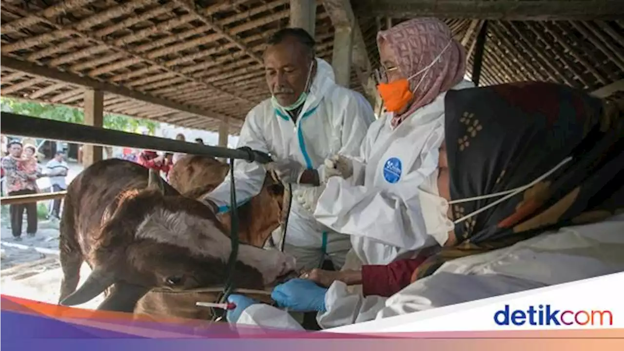 Sapi Impor Terserang Penyakit, Mentan Bentuk Tim Cek ke Peternak hingga RPH