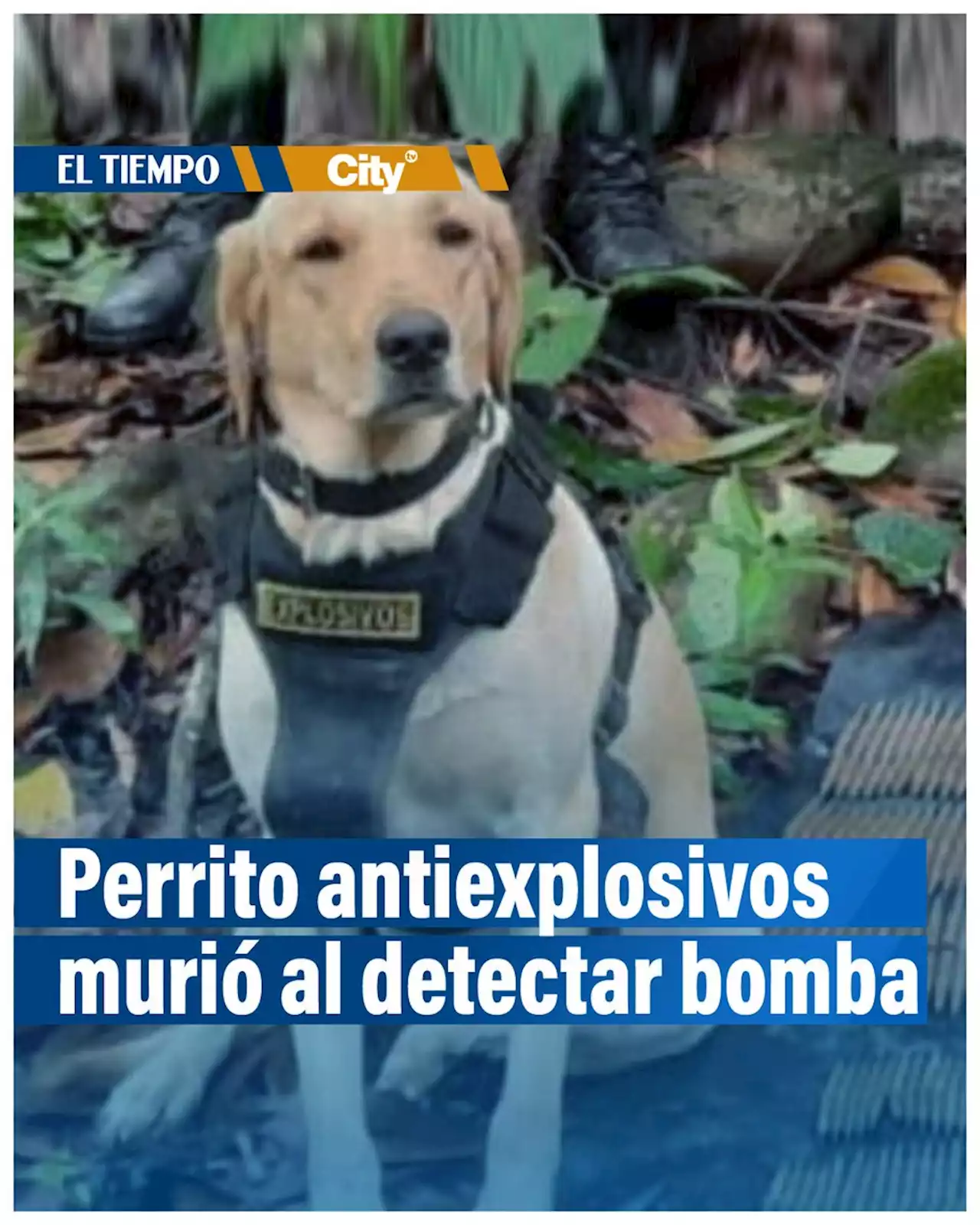 Perro antiexplosivos muere tras detectar bomba que activaron disidencias de las Farc