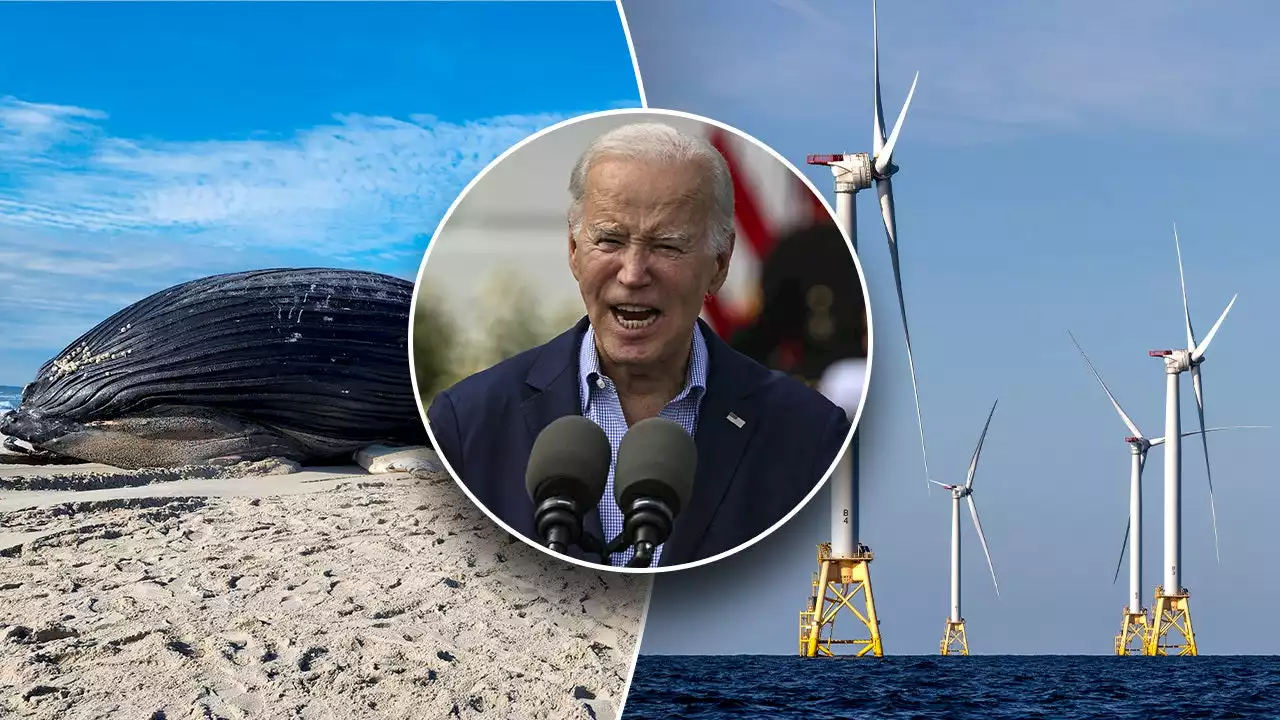 Biden administration blasted for 'hypocrisy' on offshore wind as it scrambles to probe whale deaths