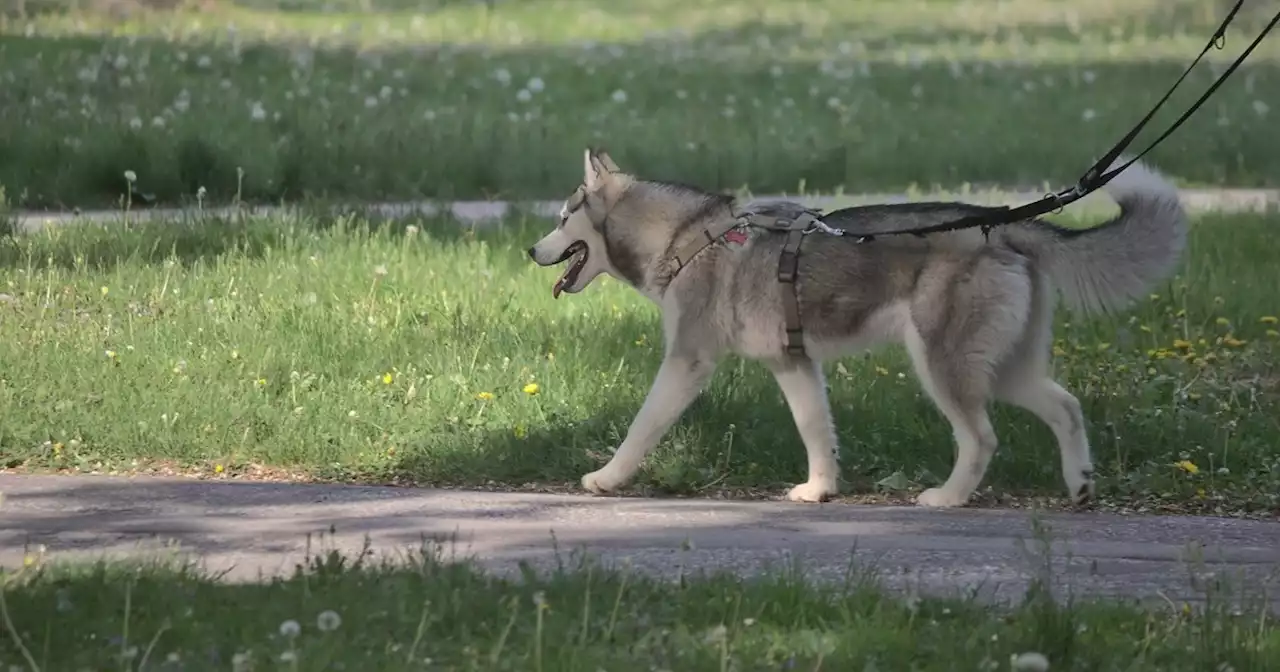 Experts advise pouring cool water on an overheating dog - Full Fact