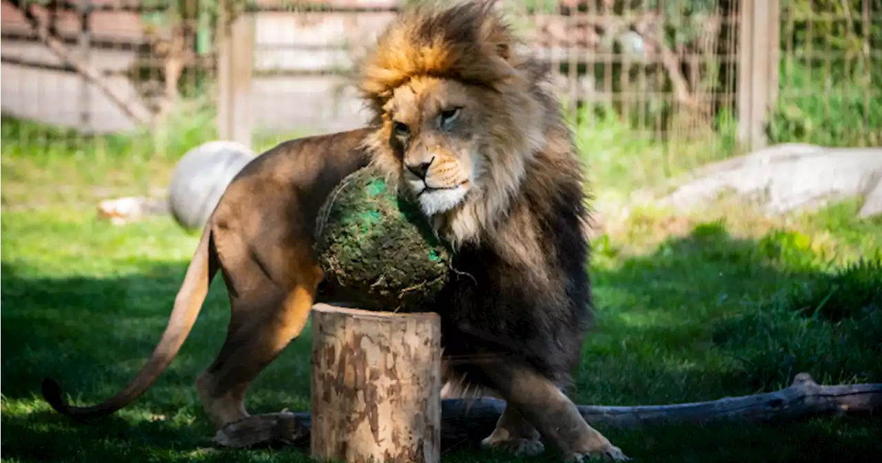 Calgary Zoo’s African lion dies during recovery from veterinary exam | Globalnews.ca