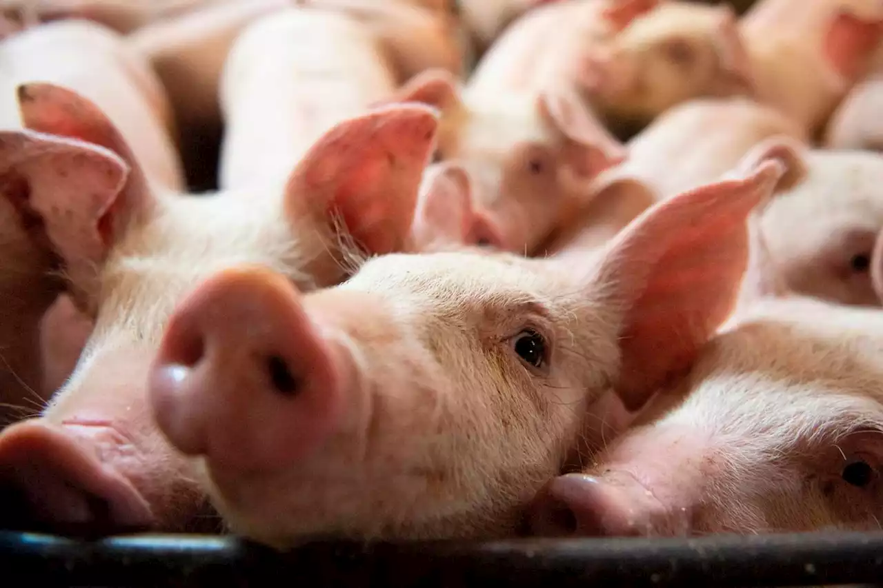 Opinion: Once a success story, Canada’s pork industry faces a painful reckoning