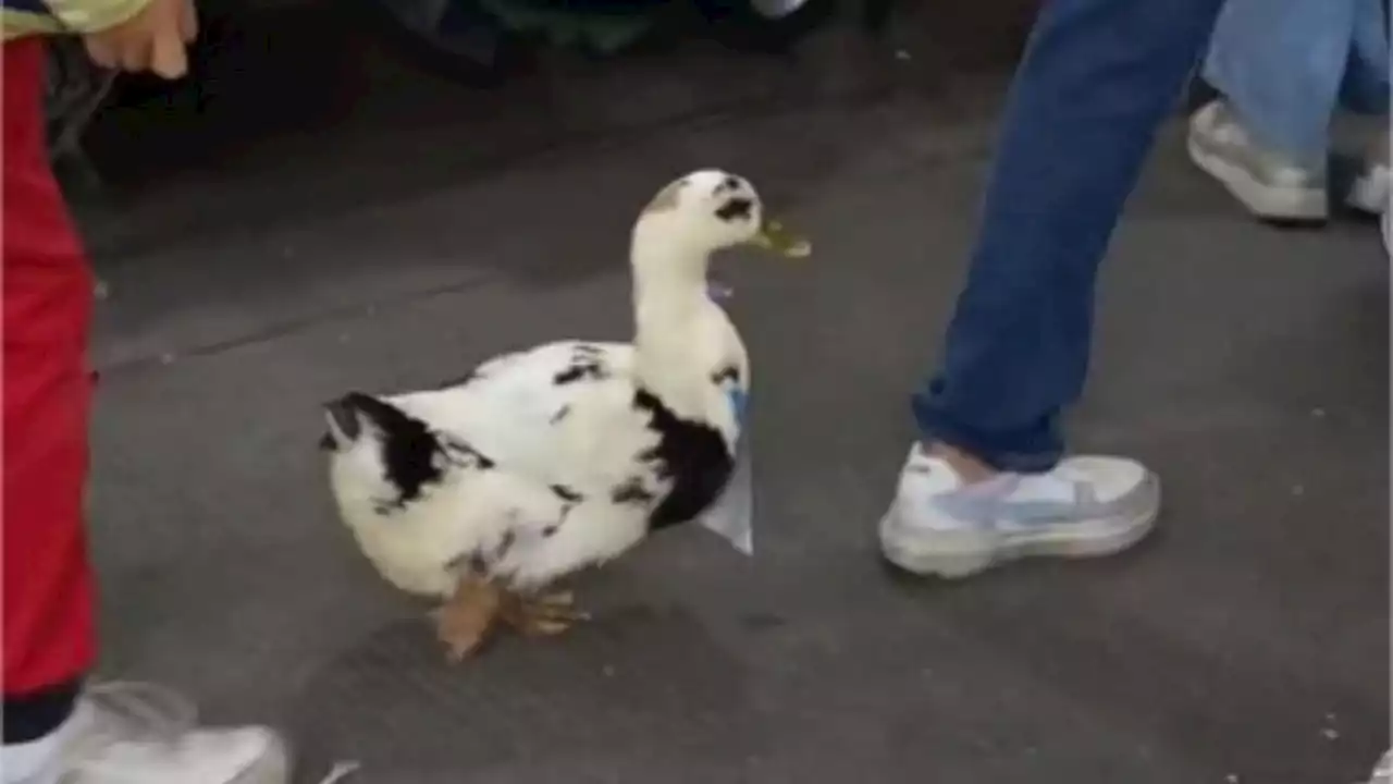 VIDEO: patito sale a las calles de la CDMX a vender agua y se vuelve viral