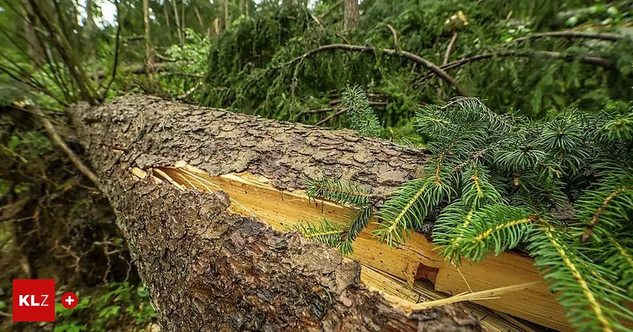 Nach den Bäumen fallen die Preise: Zehn Millionen Euro Schaden nach Unwettern für Kärntens Waldbauern