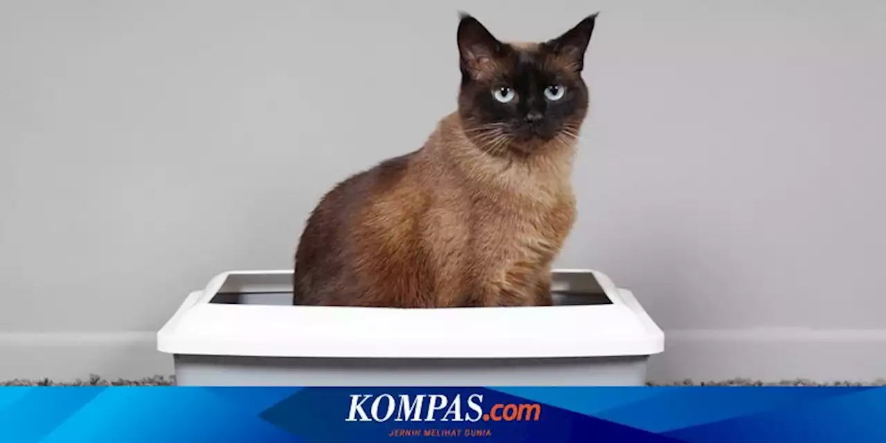 Cara Hilangkan Bau Kotak Pasir Kucing Pakai Minyak Esensial