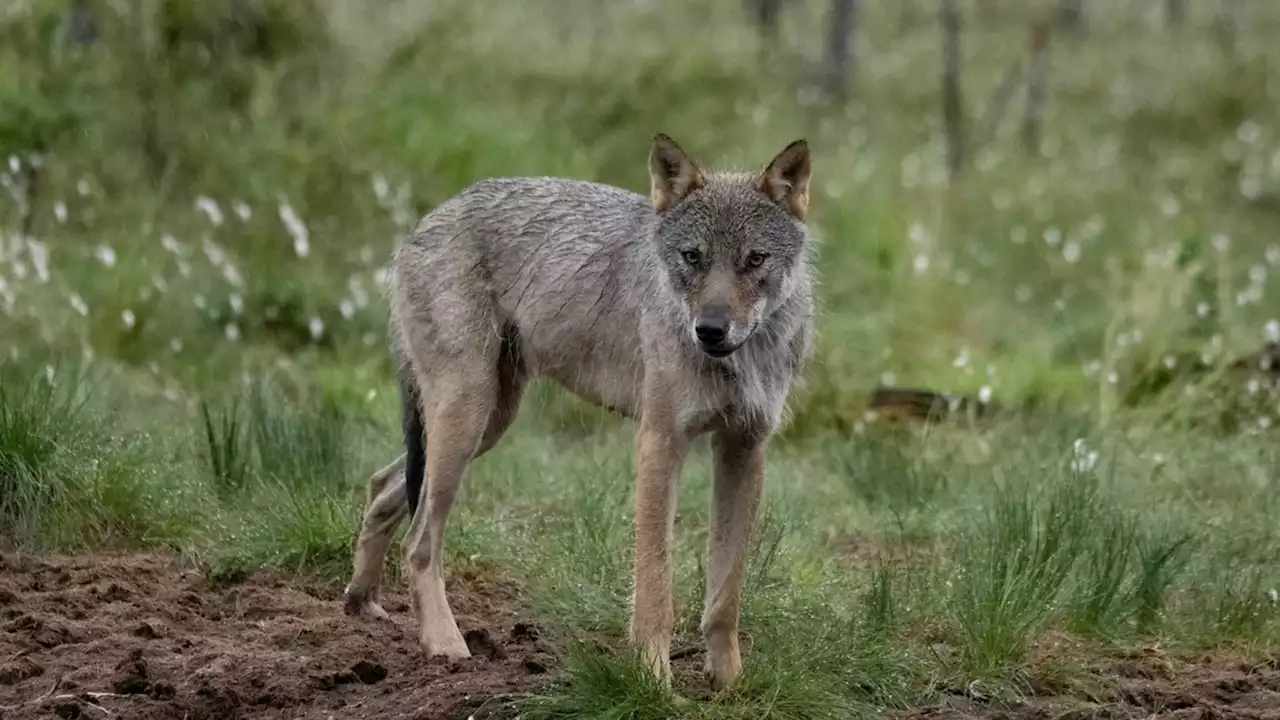 Wolf im Tierpark biss Achtjährigen in die Brust