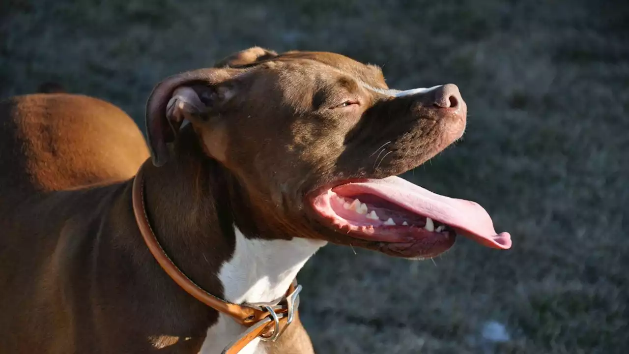 Mann erschoss Hund auf offener Straße in Berlin