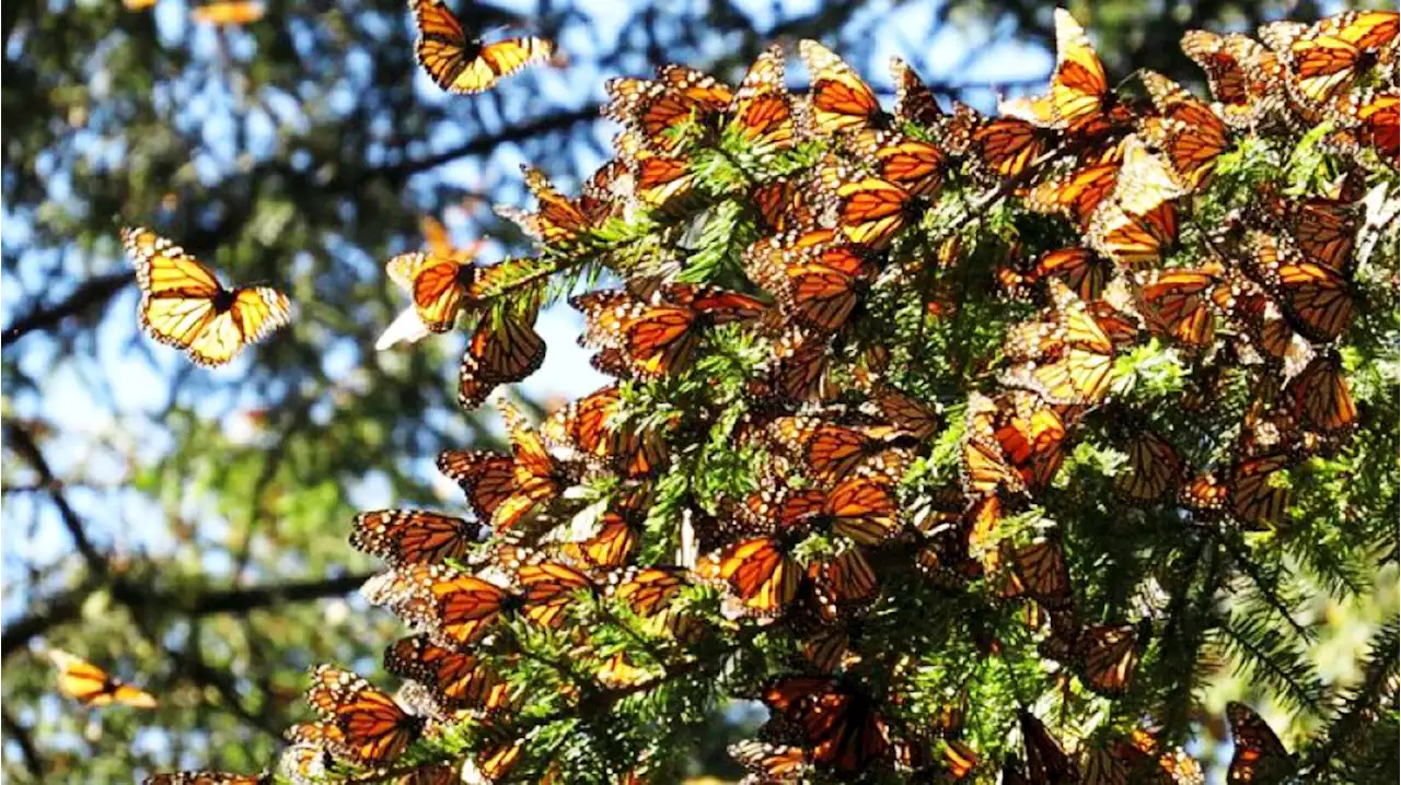 La Jornada: Compuesto de alas de las mariposas tiene potencial como nueva fuente de energía