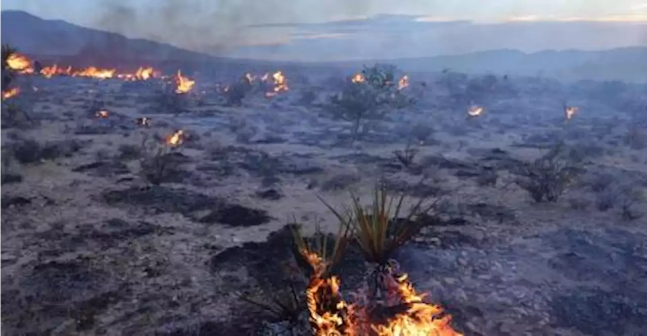 Les pompiers américains combattent des tourbillons de feu dans le désert