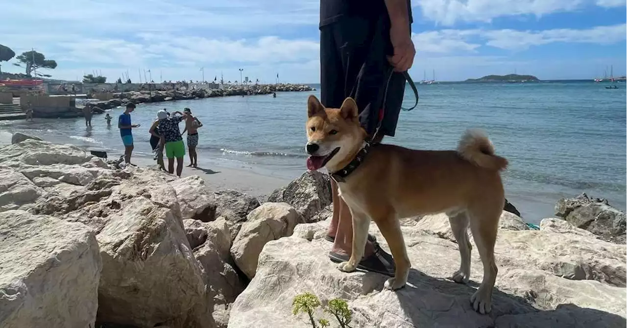 La Ciotat : face à l'interdiction des chiens sur les plages, cette habitante lance une pétition