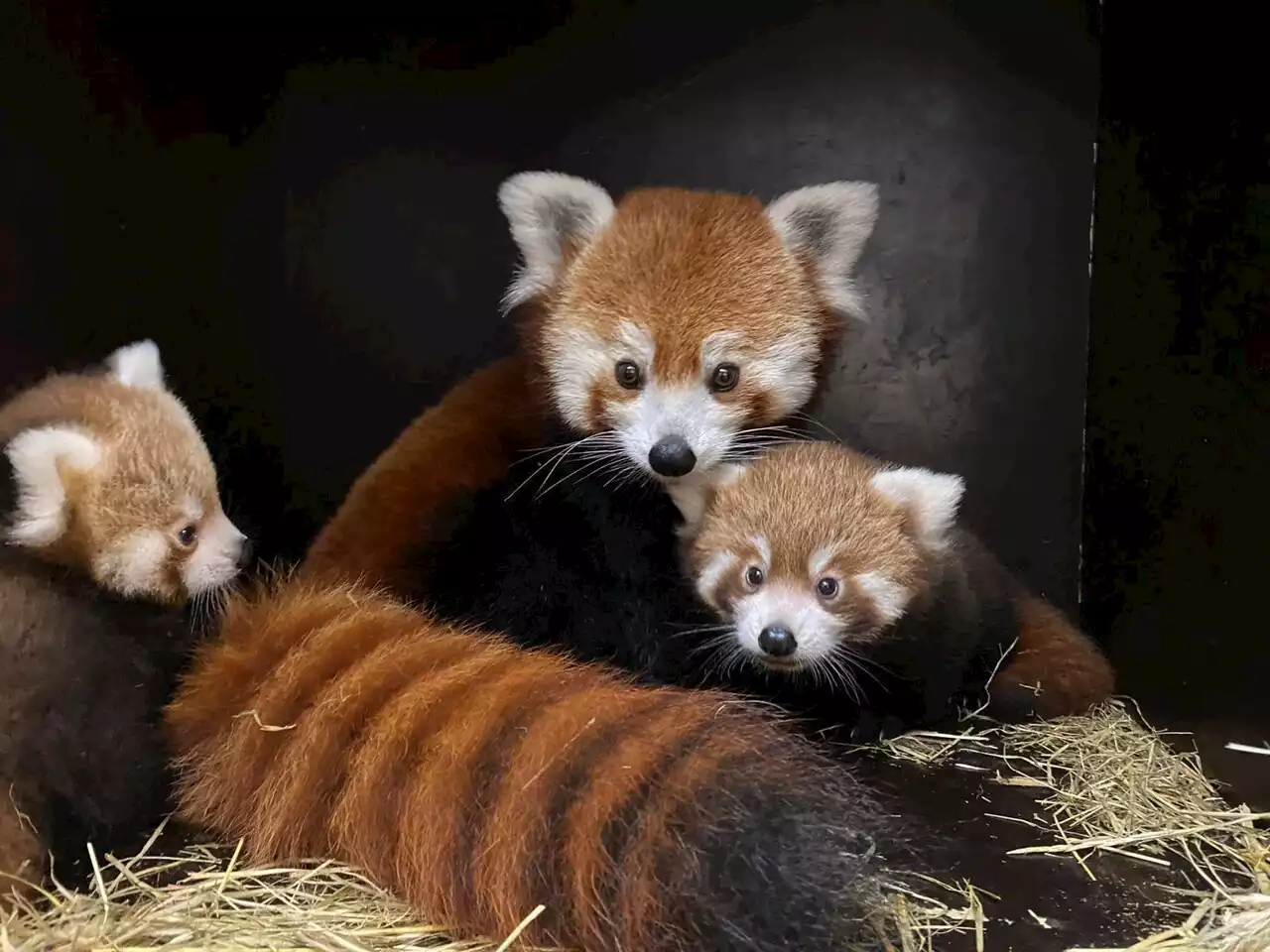 A Dunkerque, Bio-topia annonce la naissance de deux pandas roux