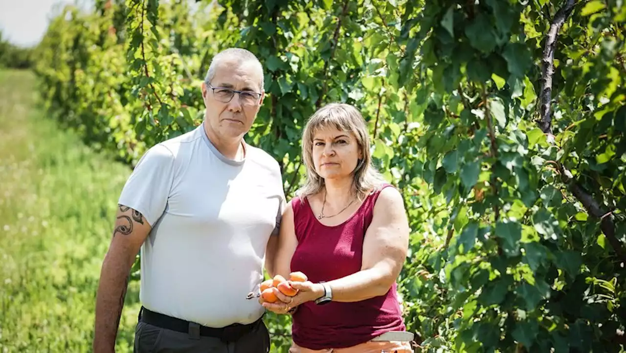 Après la grêle de juin, la récolte d'abricots est inexistante au Mas de la roseraie à Saint-Gilles