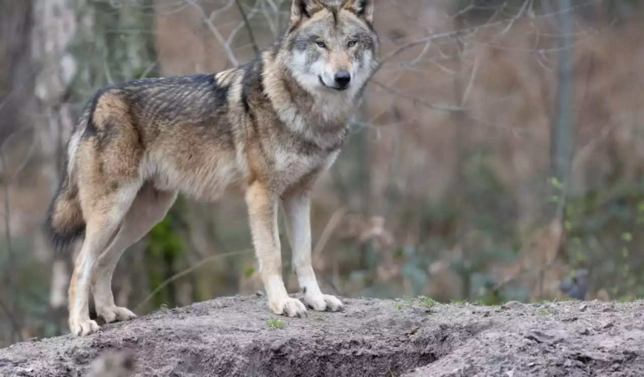 Tierpark im Norden: Wolf schnuppert an Kind (8) – und beißt in die Brust