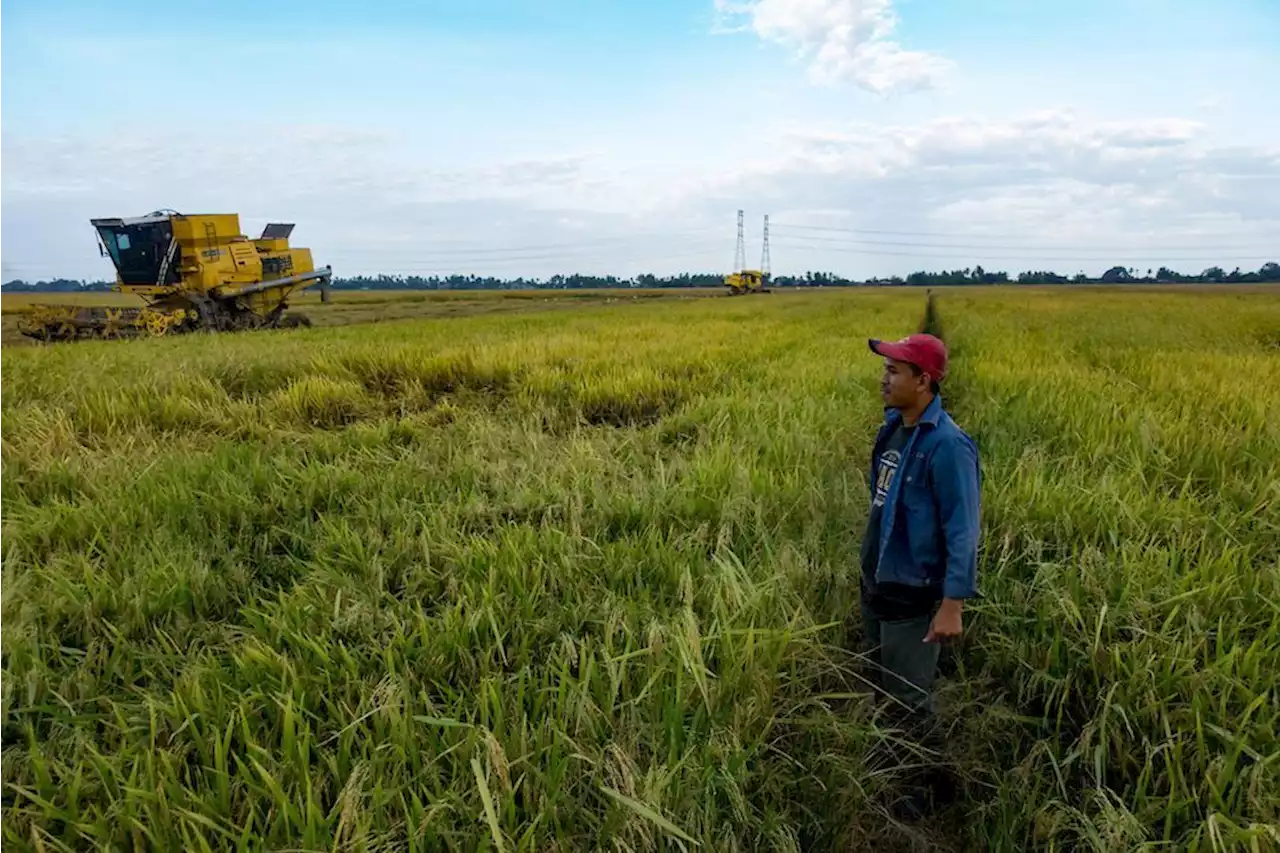 Pengeluaran padi 5 musim mampu angkat martabat ekonomi pesawah | The Malaysian Insight