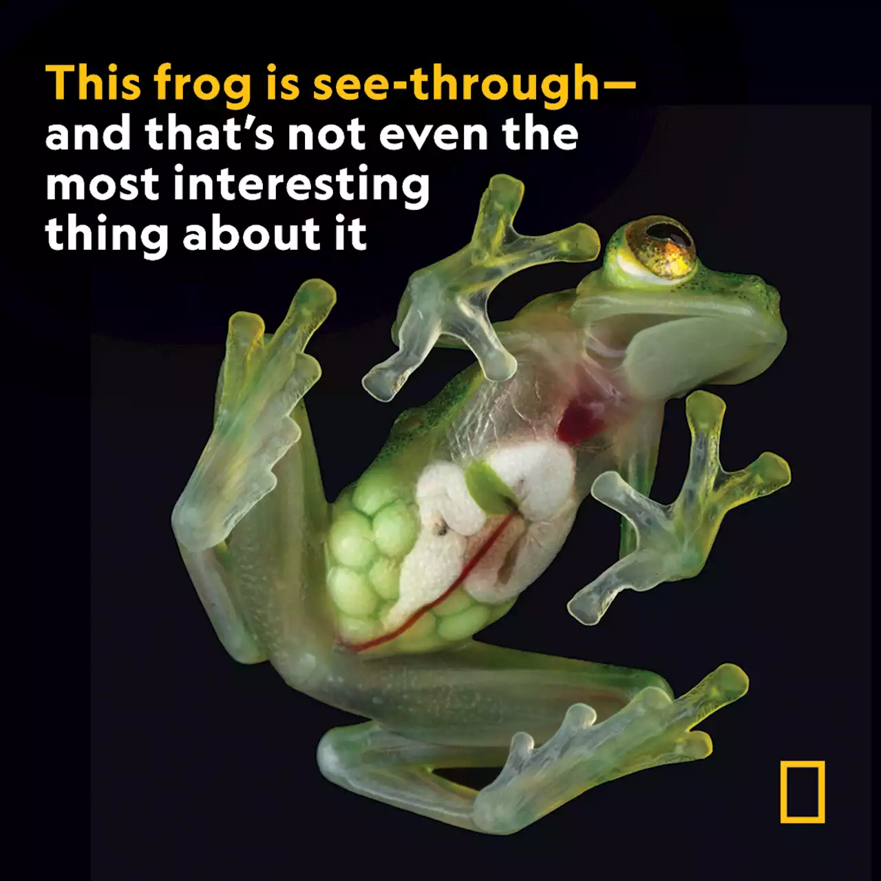 These see-through frogs are full of surprises