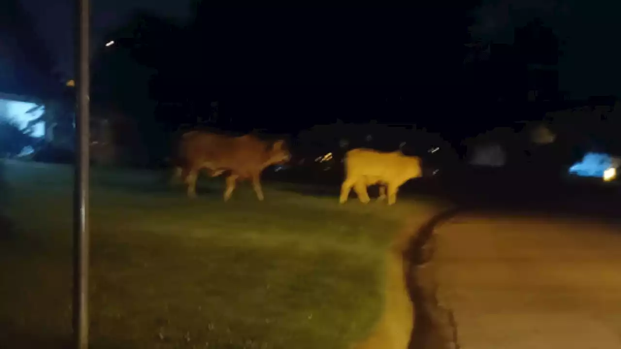 Video shows escaped cows roaming through Maryland neighborhood