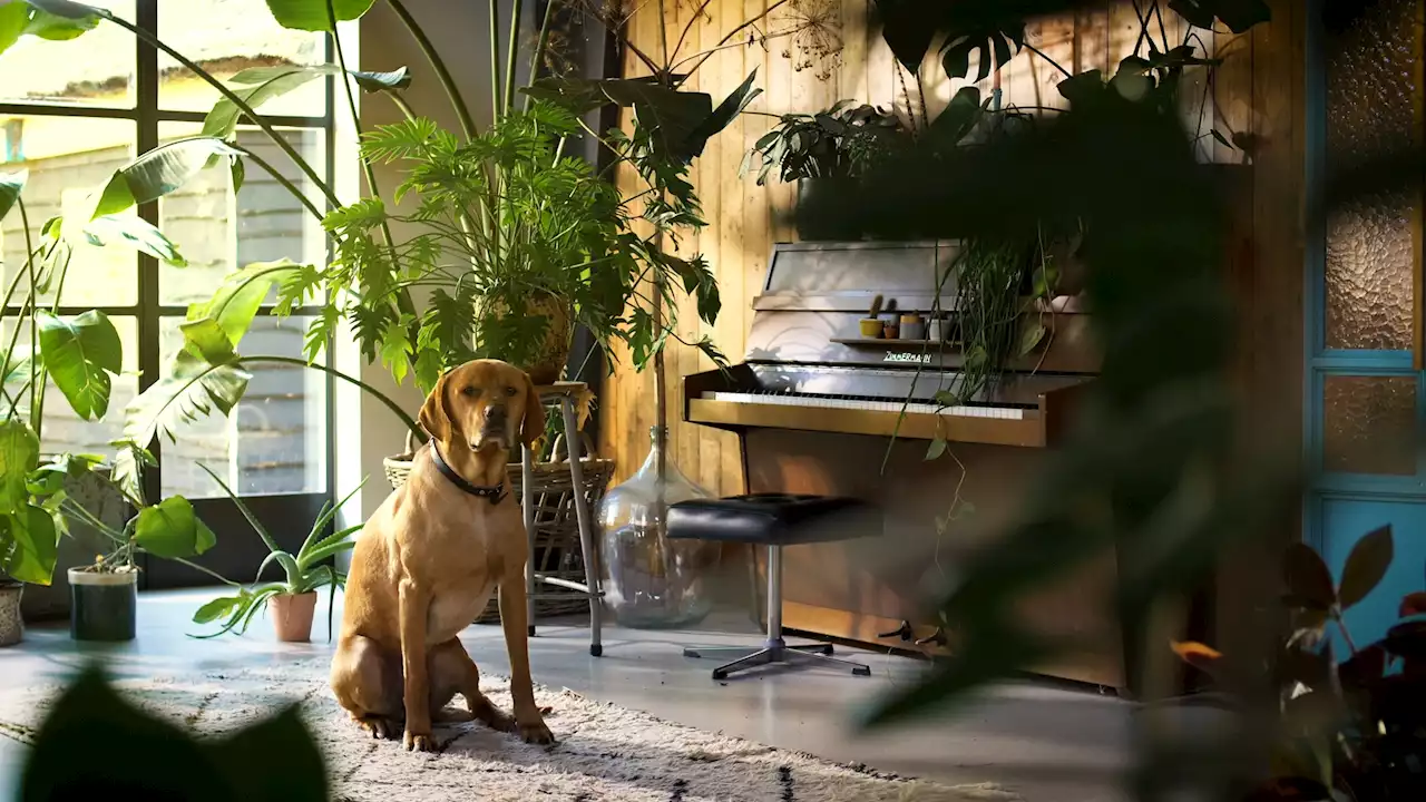 3 houseplants to keep away from your pets