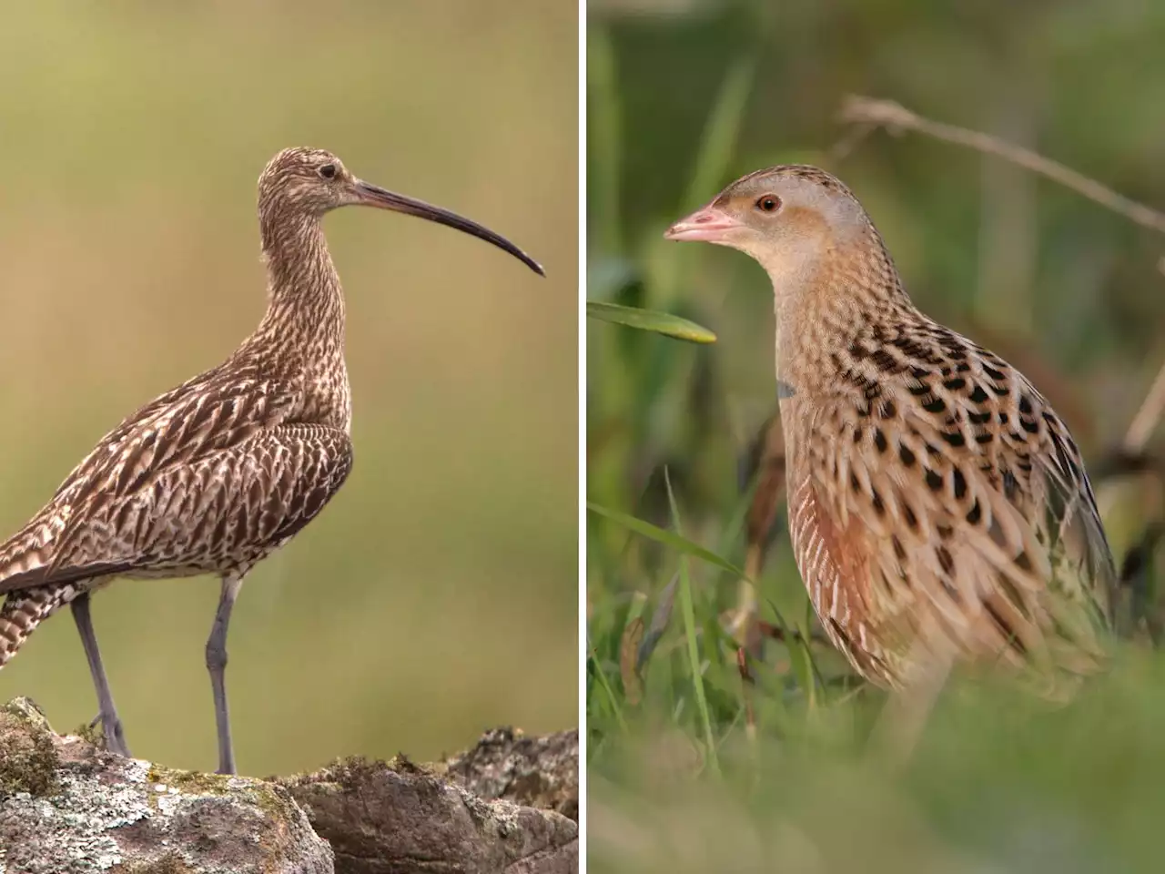 'Half of Ireland's wild creatures have vanished since 1970' - Environmentalist | Newstalk