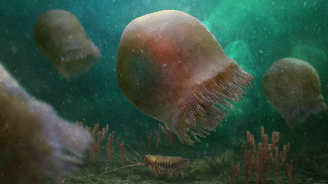 Jellyfish have been roaming the seas for at least 500 million years