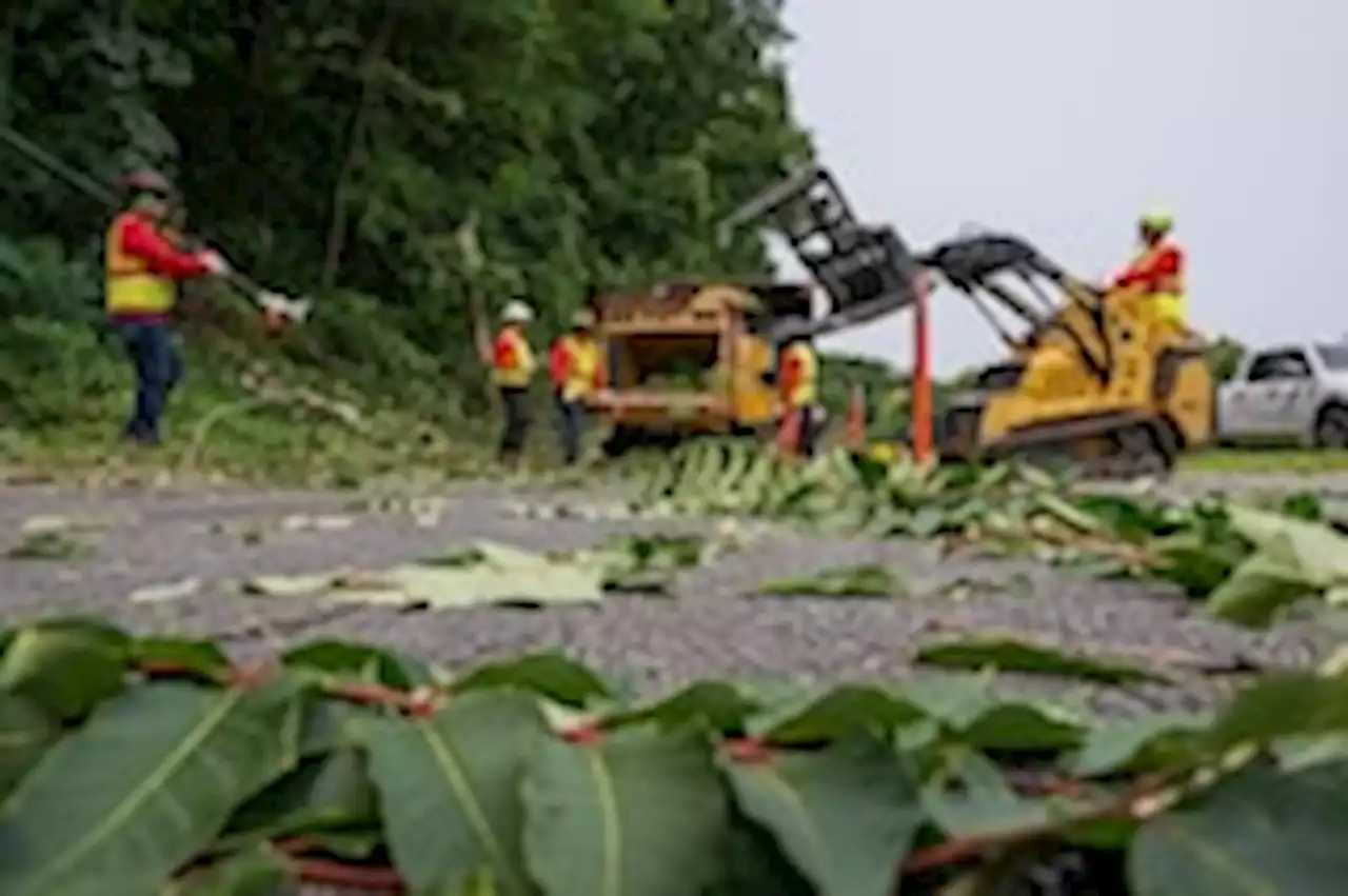 Crews remove hundreds of trees along GW Parkway, reopen lane