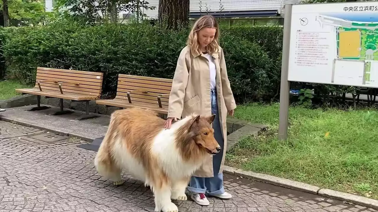 Mann lässt sich in Hund verwandeln – Video zeigen ersten Spaziergang