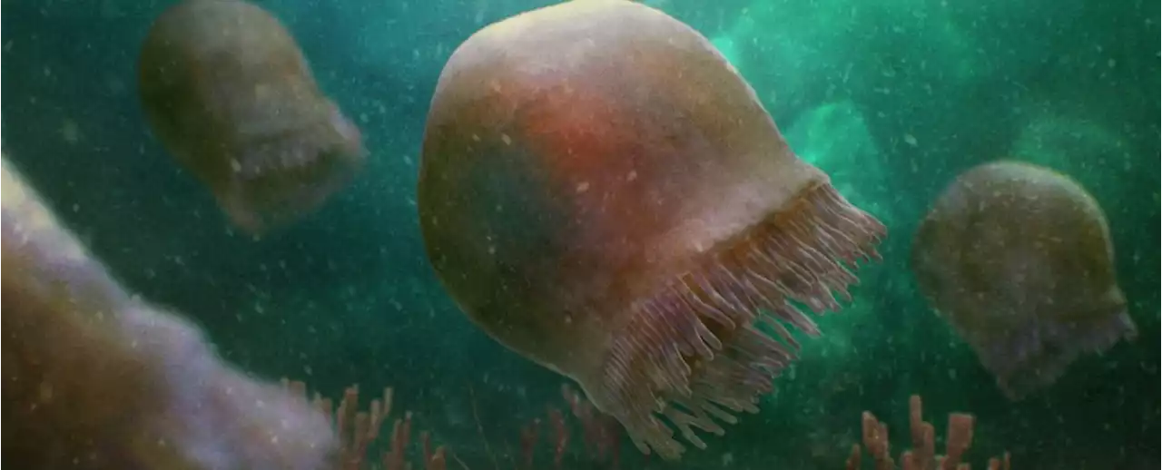 Spectacularly Preserved Jellyfish Found in 500-Million-Year-Old Rock