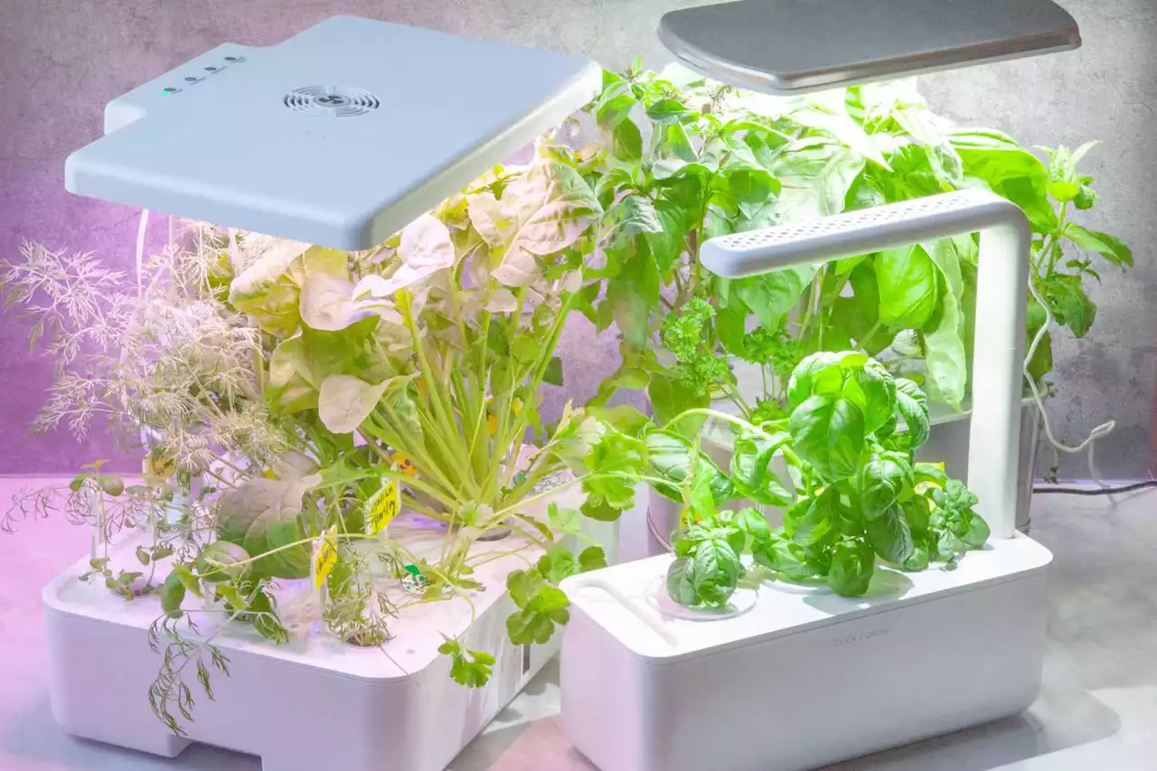 We Spent Months Testing Indoor Herb Gardens to Find Out Which Ones Worked Best