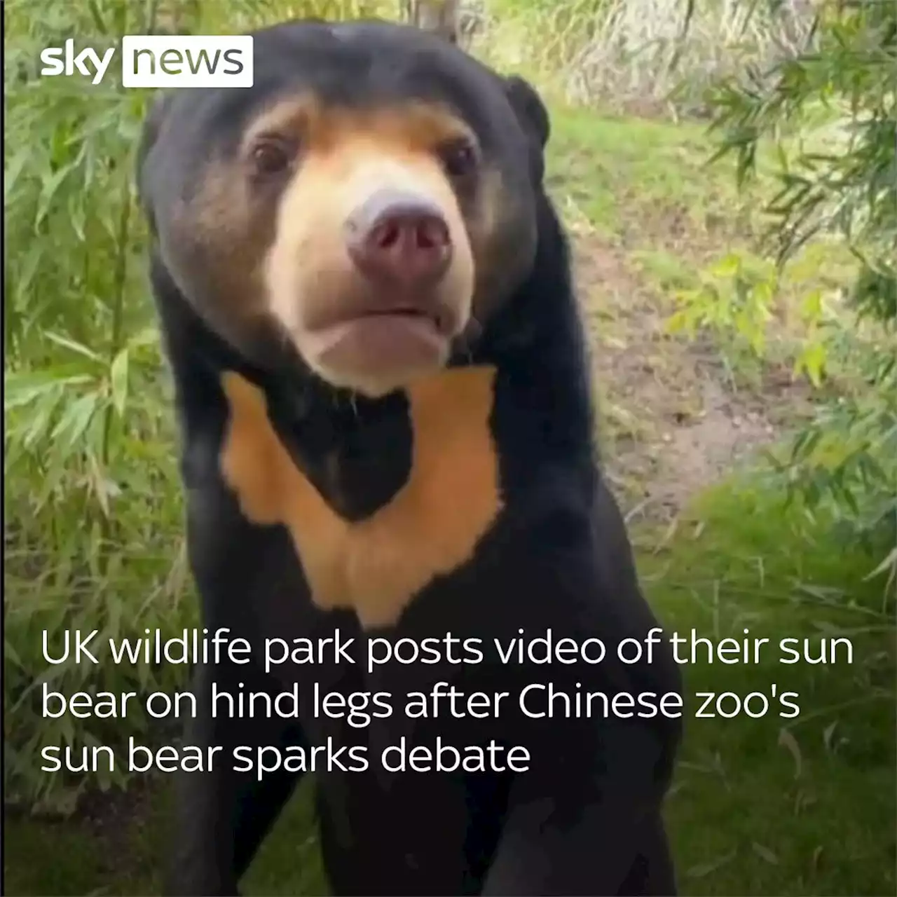 UK wildlife park posts video of their sun bear on hind legs after Chinese zoo's sun bear sparks debate