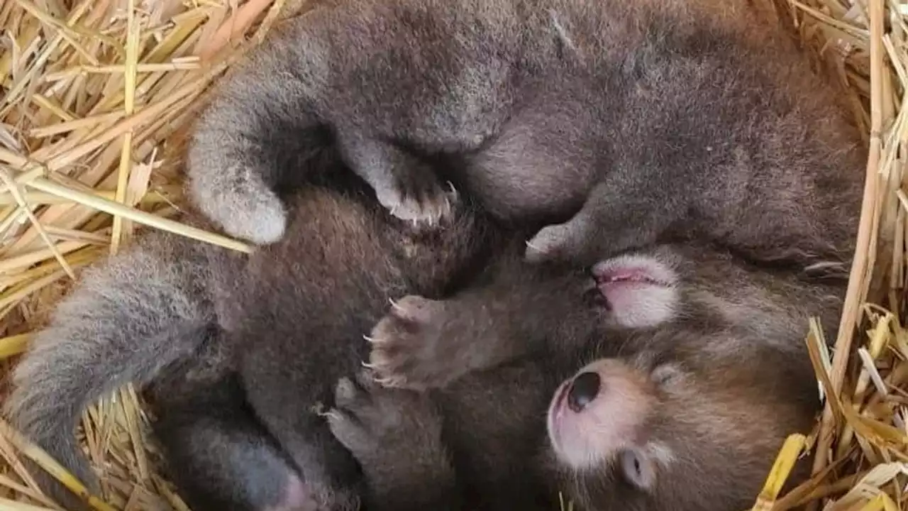 Red panda babies: New-born twins 'give double hope for endangered species', Whipsnade Zoo says