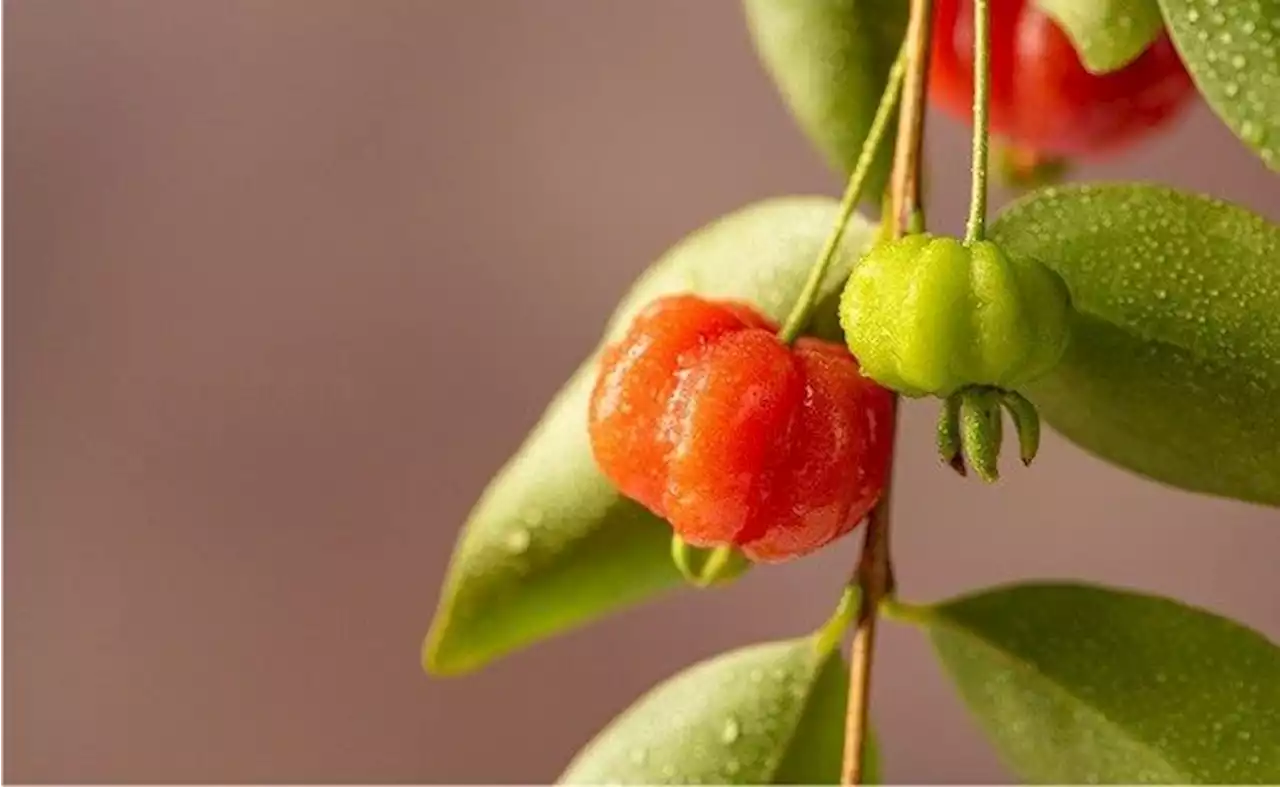 Mengenal Buah Dewandaru dan Sederet Manfaatnya