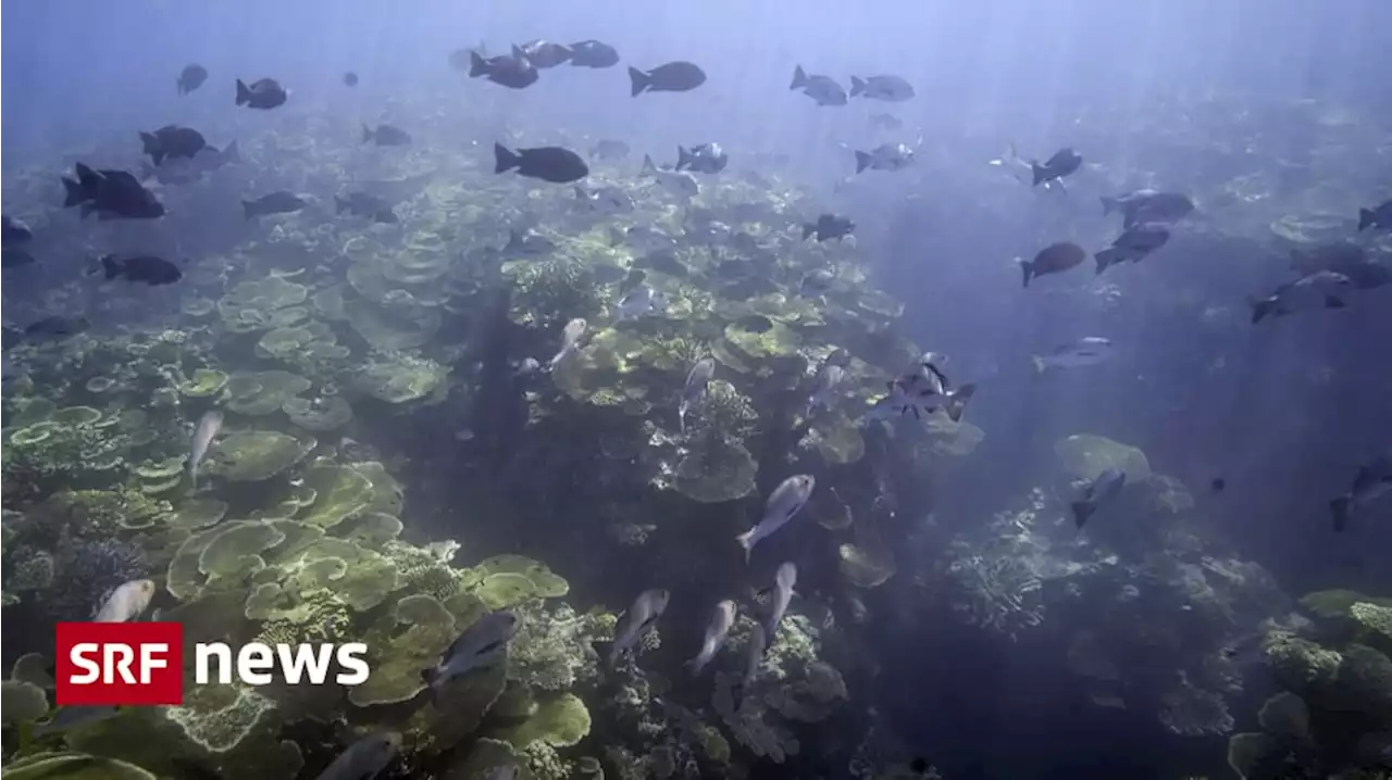 Great Barrier Reef - Das weltgrösste Korallenriff stirbt – Unesco wartet weiter ab