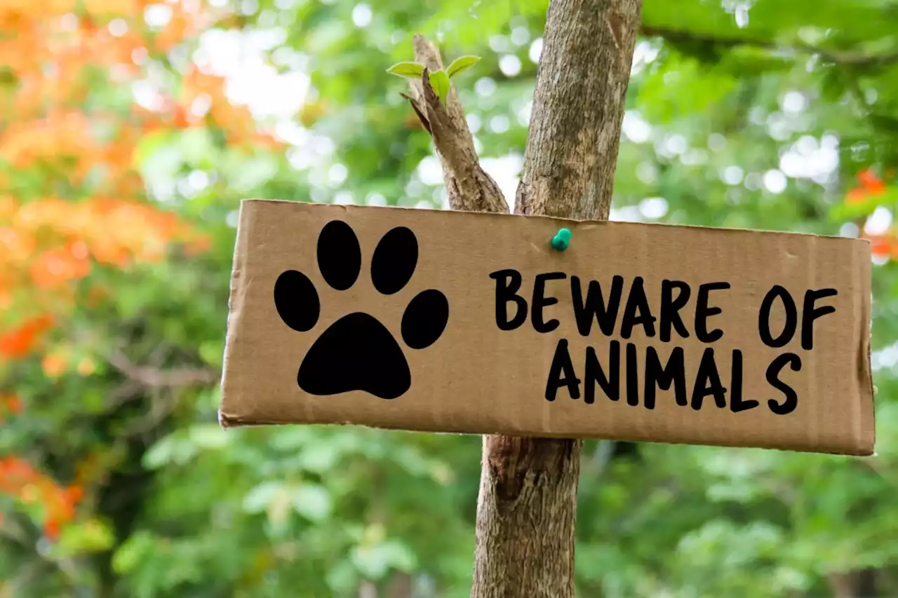 How likely are you to be attacked by one of these wild animals in Canada?