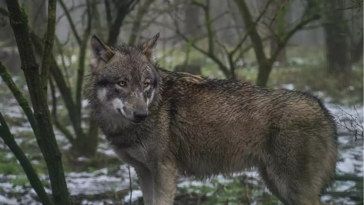 Wolf verletzt Kind: Junge bei geplantem Besuch im Raubtiergehege gebissen