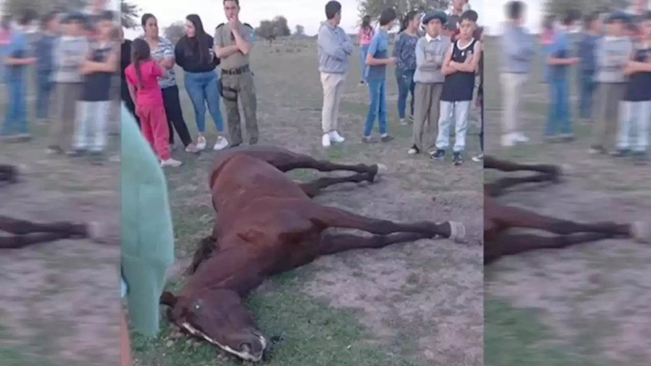 Escándalo en Corrientes: dos yeguas murieron en plena carrera porque 'les estallaron los pulmones'