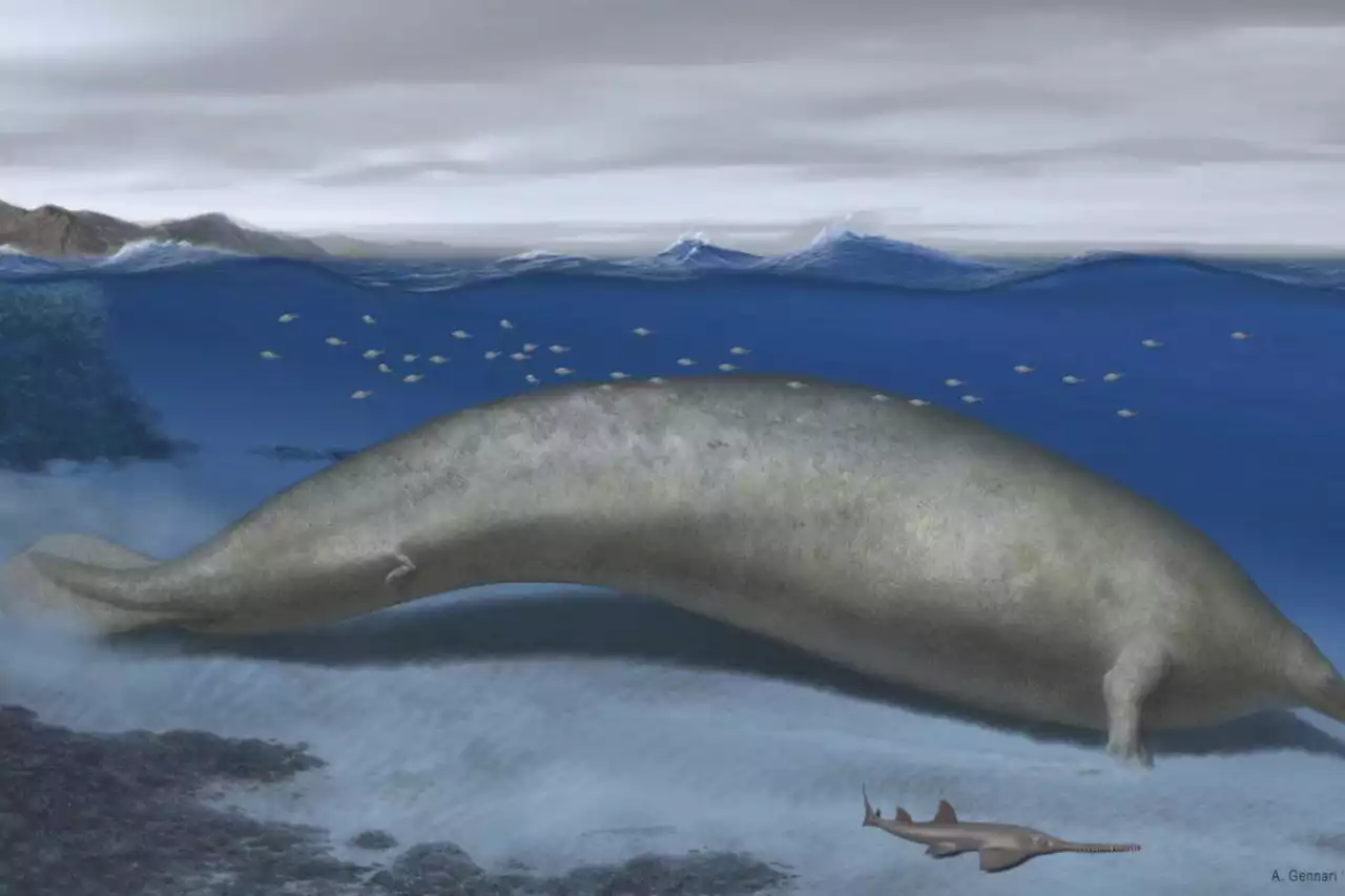 The heaviest animal ever may be this ancient whale found in the Peruvian desert - Terrace Standard