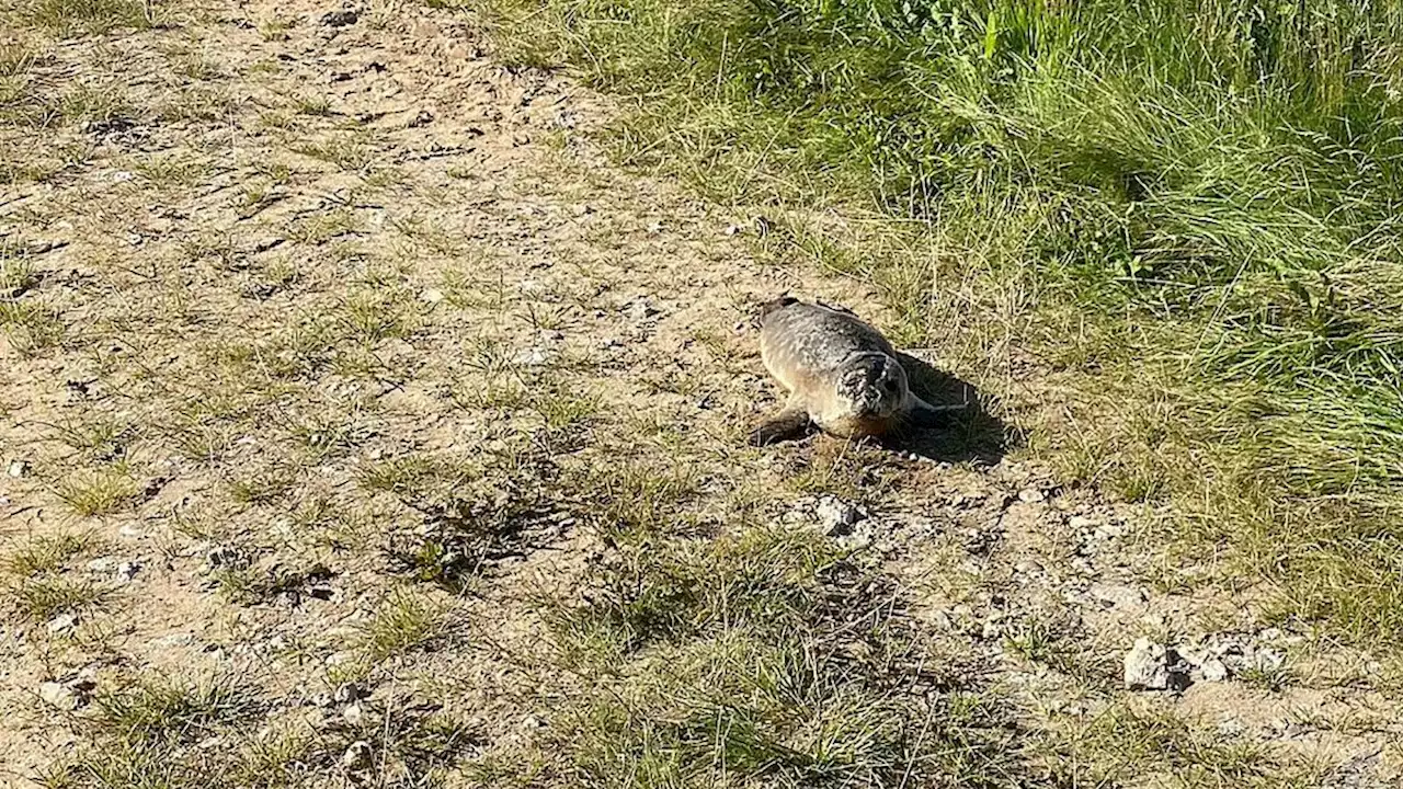 Levende sælunge fundet mange kilometer fra kysten