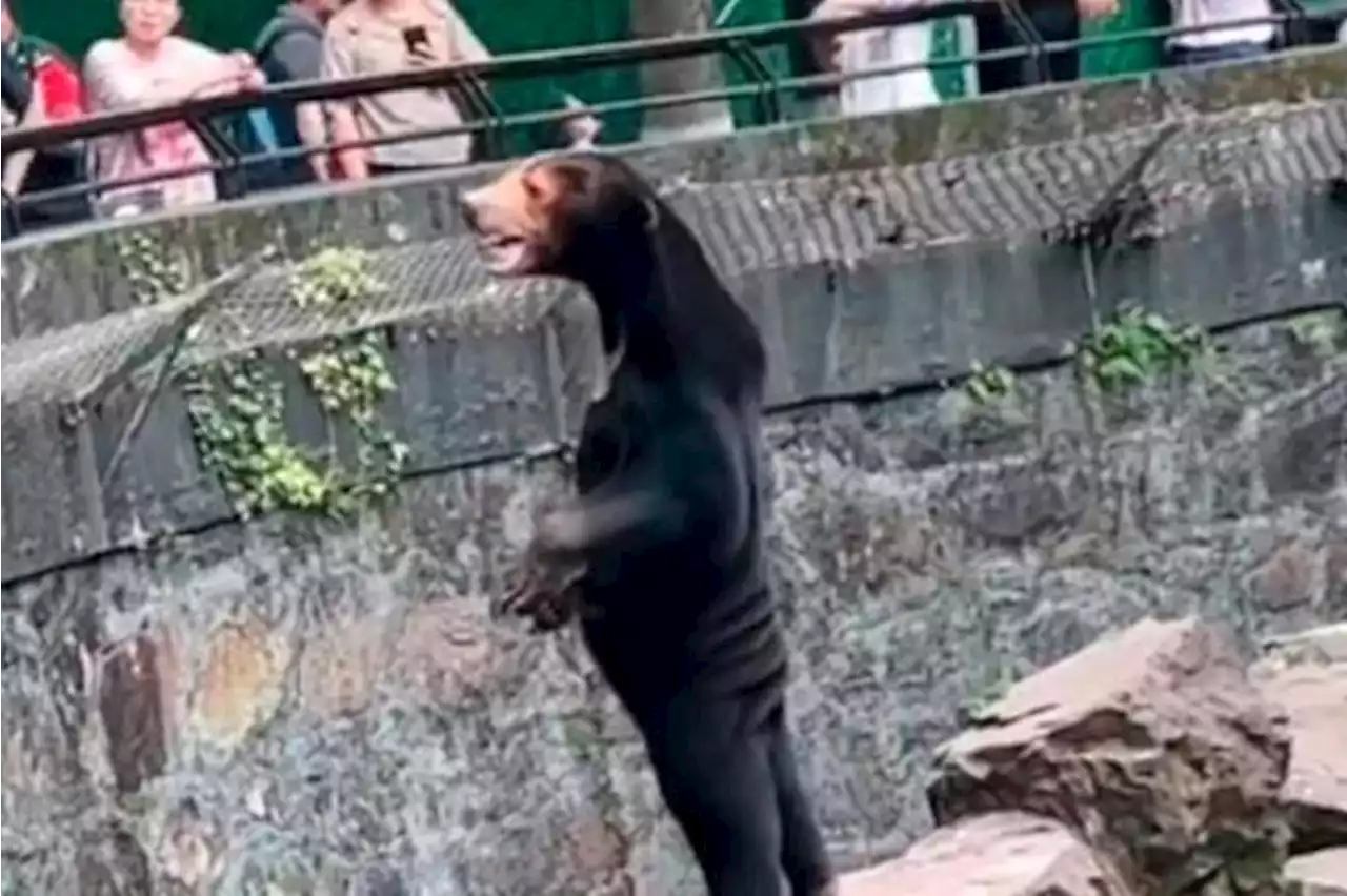 Video: Oso de un zoológico en China se hace viral por su aspecto humano