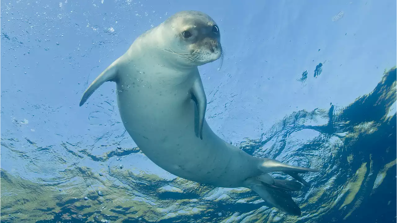 La foca monaca è tornata nel Mediterraneo: ecco dove incontrarla in Italia