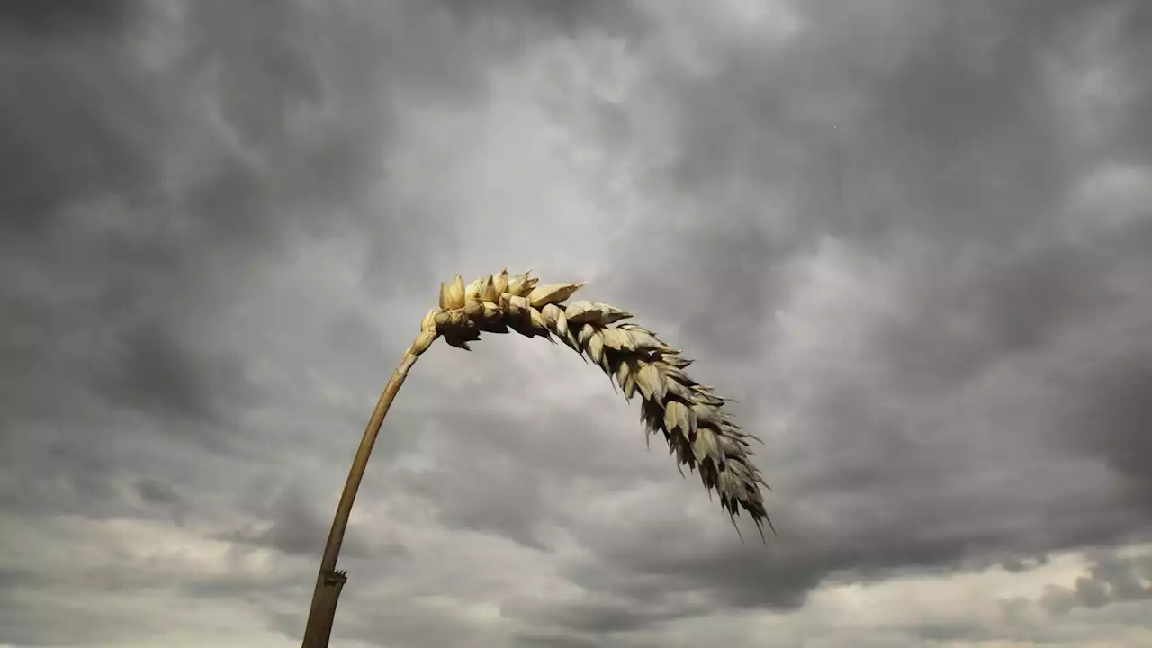 Sorgen um Getreideernte: Landwirte kämpfen mit den Folgen des nassen Sommers