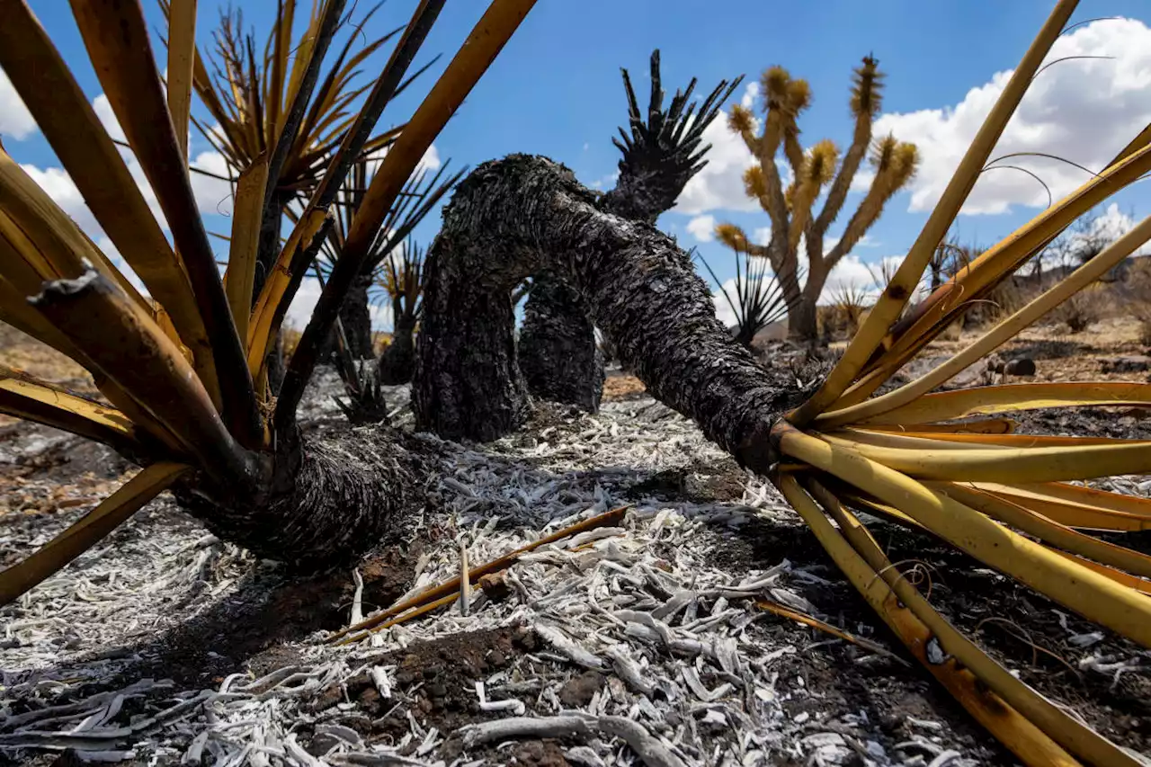 Progress made against massive California-Nevada wildfire but flames threaten iconic Joshua trees