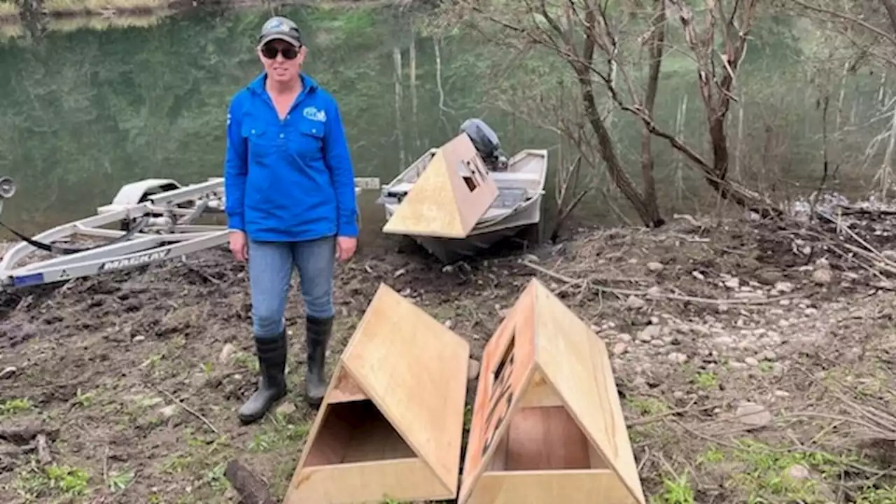 How these 'small bedrooms' have renewed hope for endangered eastern freshwater cod