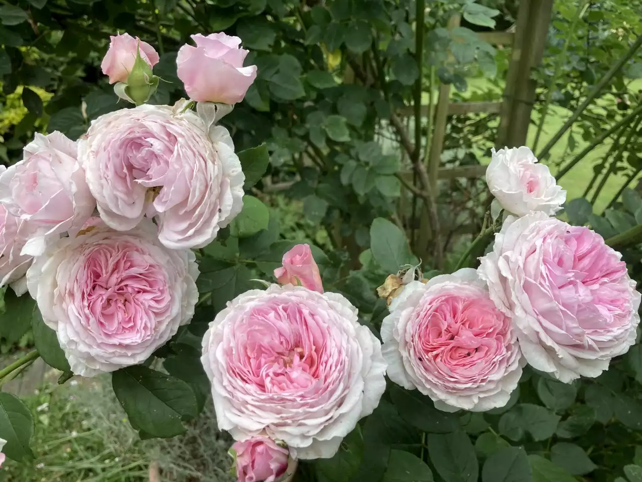 En septembre, la rose se dévoilera sous toutes ses formes au jardin des plantes d'Orléans