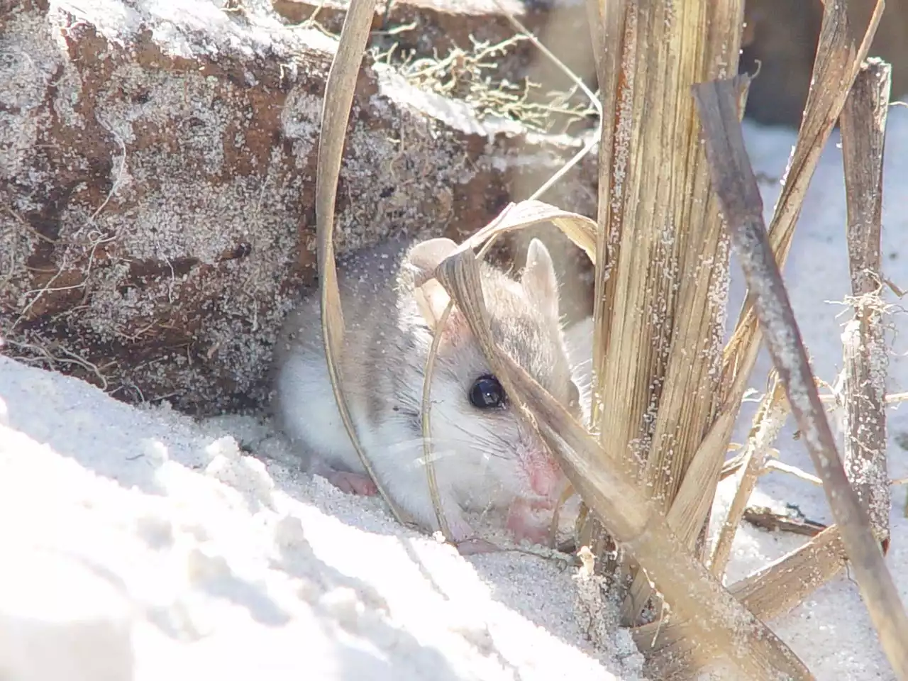 ‘I don’t like rats’: Alabama congressman wages war on beach mouse