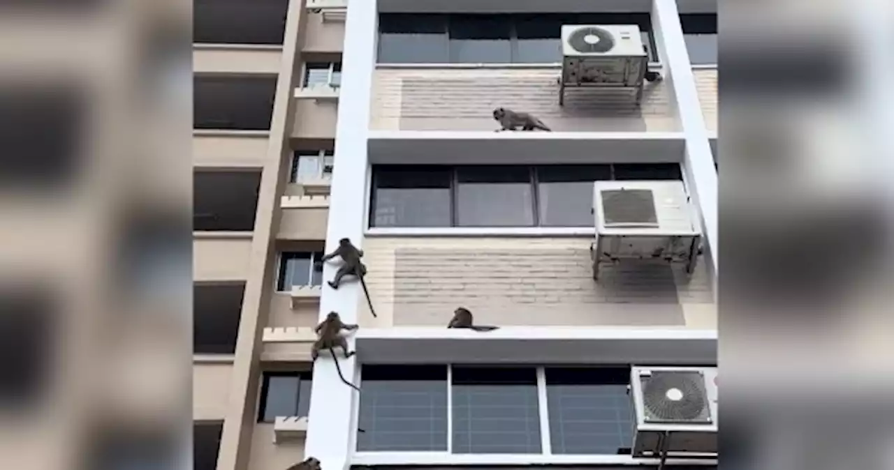 'Mission impossible'? Macaques scaling walls of Jalan Besar HDB block astounds netizens