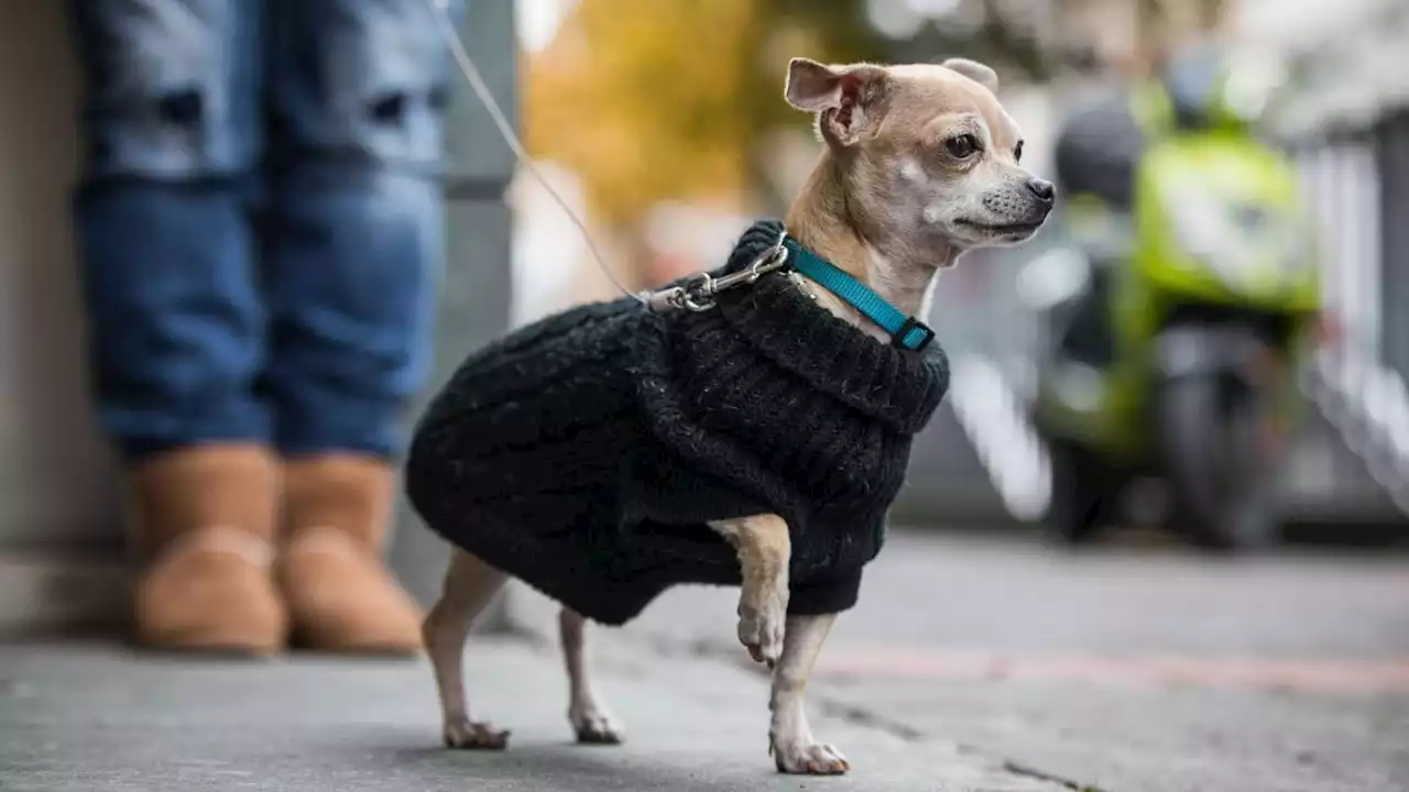 Unbekannter stiehlt Mini-Chihuahua von einem Balkon in Göggingen