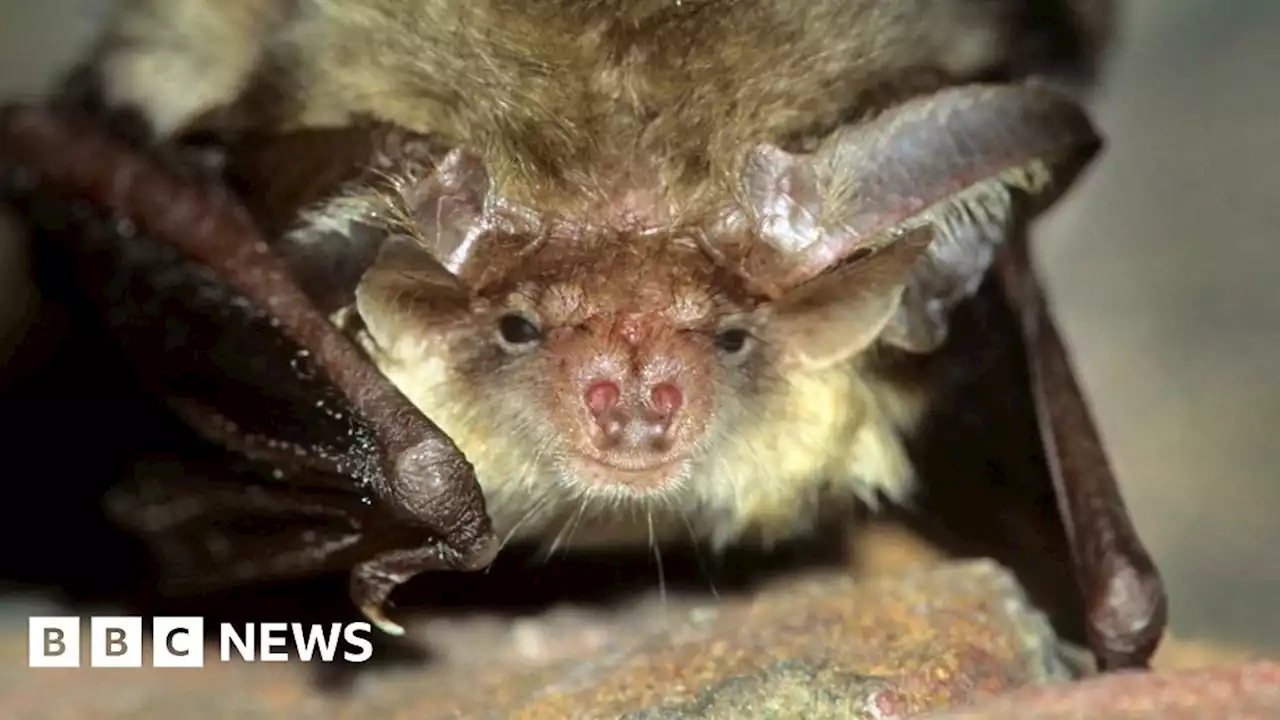 Rutland church hosts event to mark end of £5m bat scheme