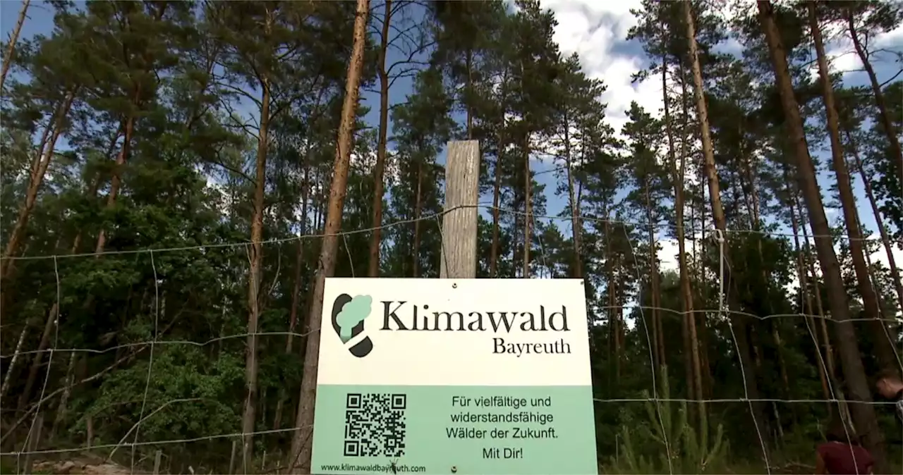 Projekt 'Klimawald': Pflanzaktionen für den Wald der Zukunft